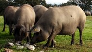 Iberisches Schwein