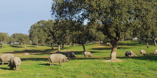 Dehesa