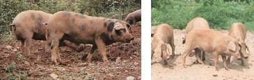 Iberisches Schwein Manchado de Jabugo (links) und Torbiscal (rechts)
