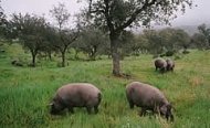 Schweine laufen frei auf einer Dehesa in Jabugo