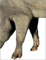 Vorderkeule eines iberischen Schweins